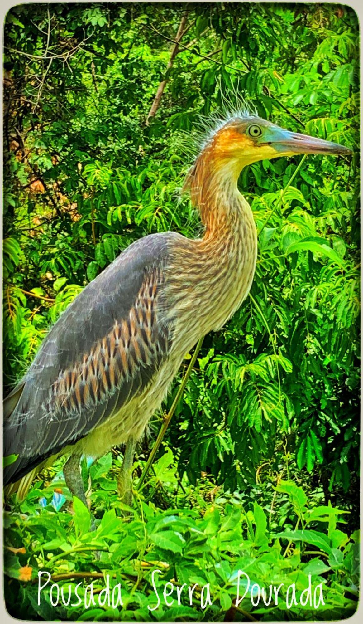 Pousada Serra Dourada Goiás Buitenkant foto